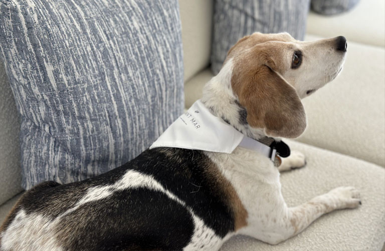 Pet Concierge