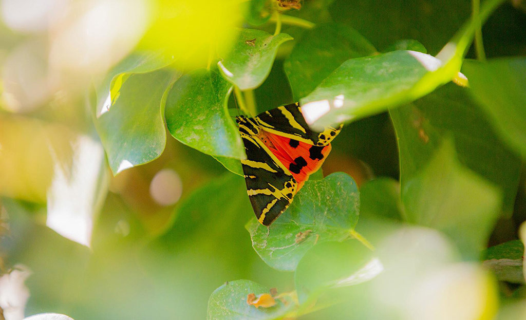 <h2>Wander Through the Valley of the Butterflies</h2>