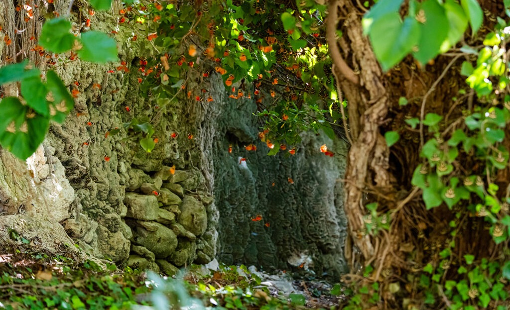 <h2>The Valley of the Butterflies – A Seasonal Nature Visit</h2>